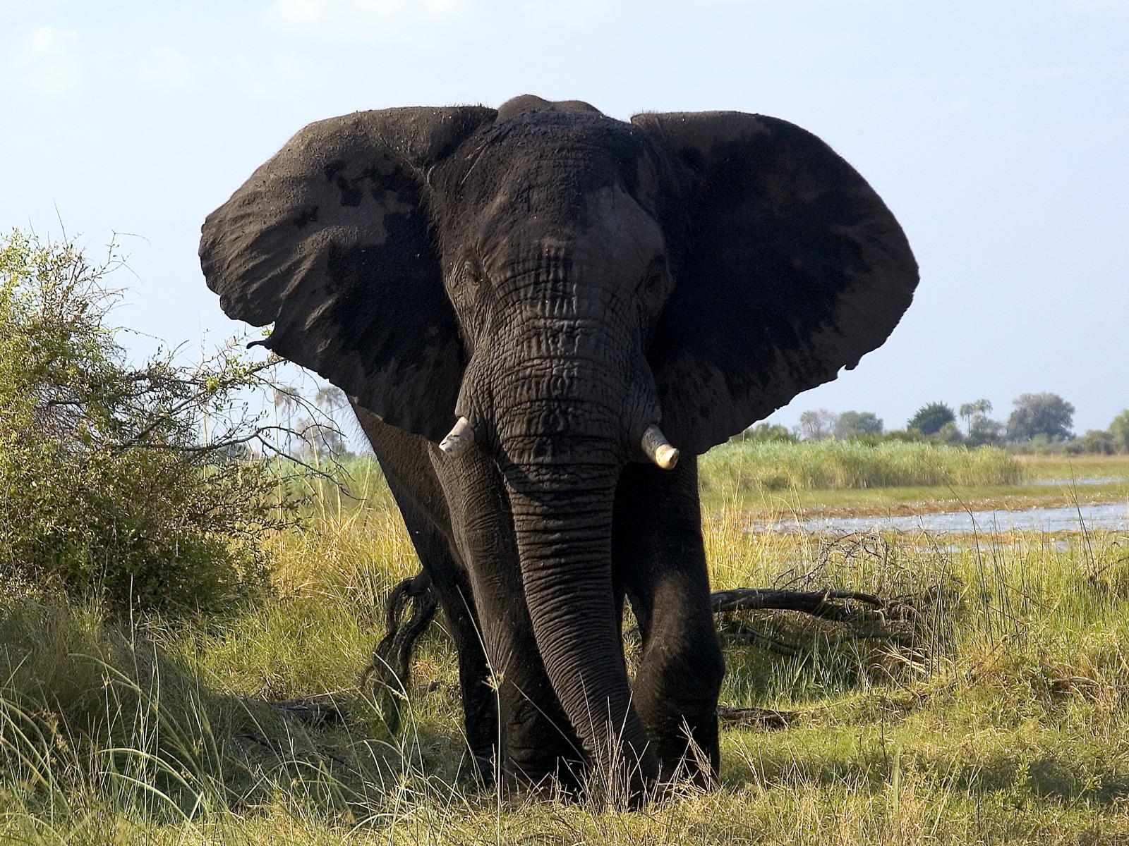 Abu Camp: Elefant Mithondo