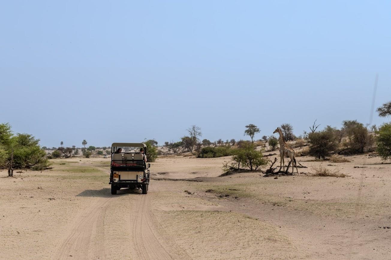 Boteto River Camp: Pirschfahrt