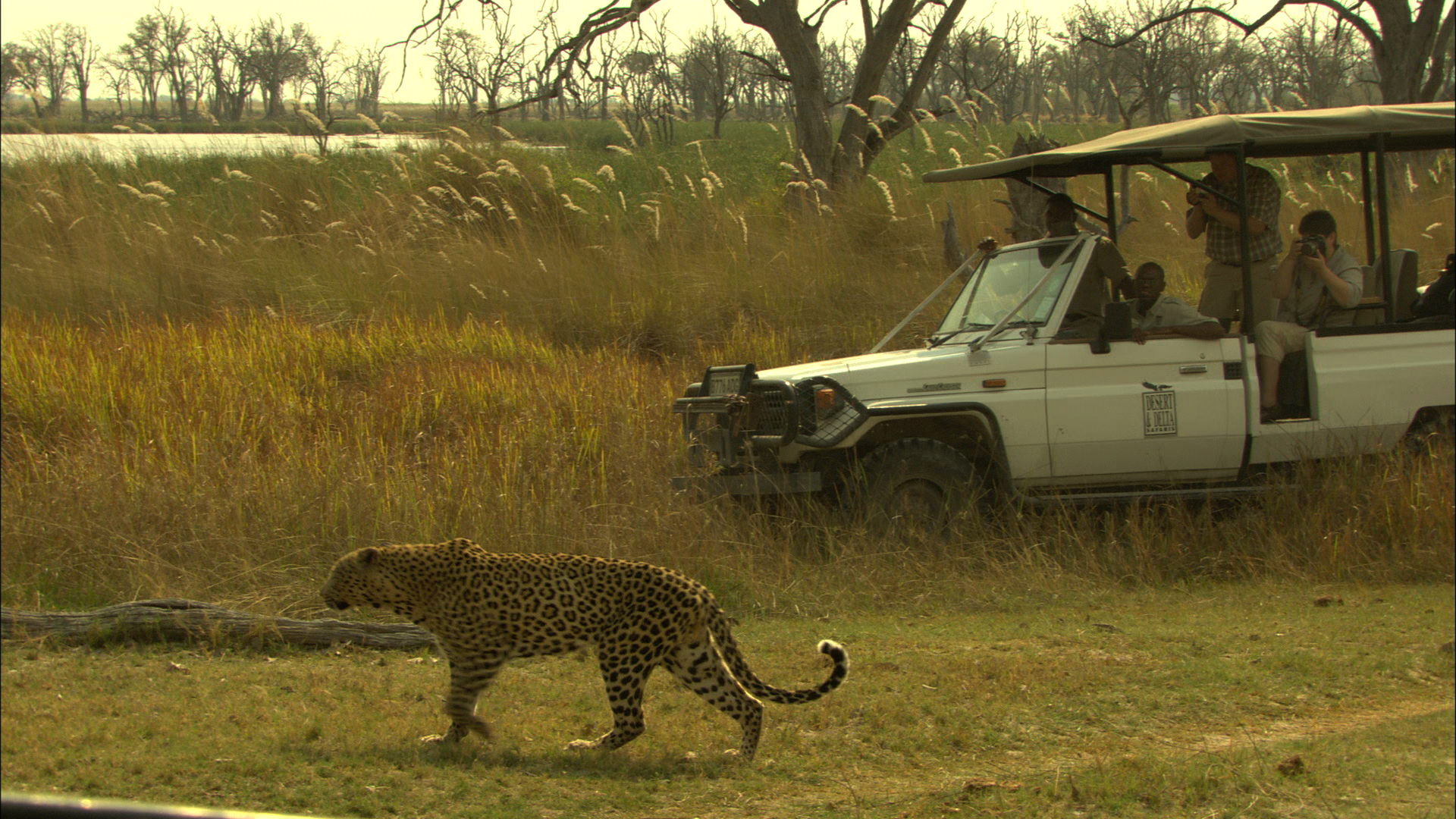 Camp Moremi: Leopard auf der Pirsch