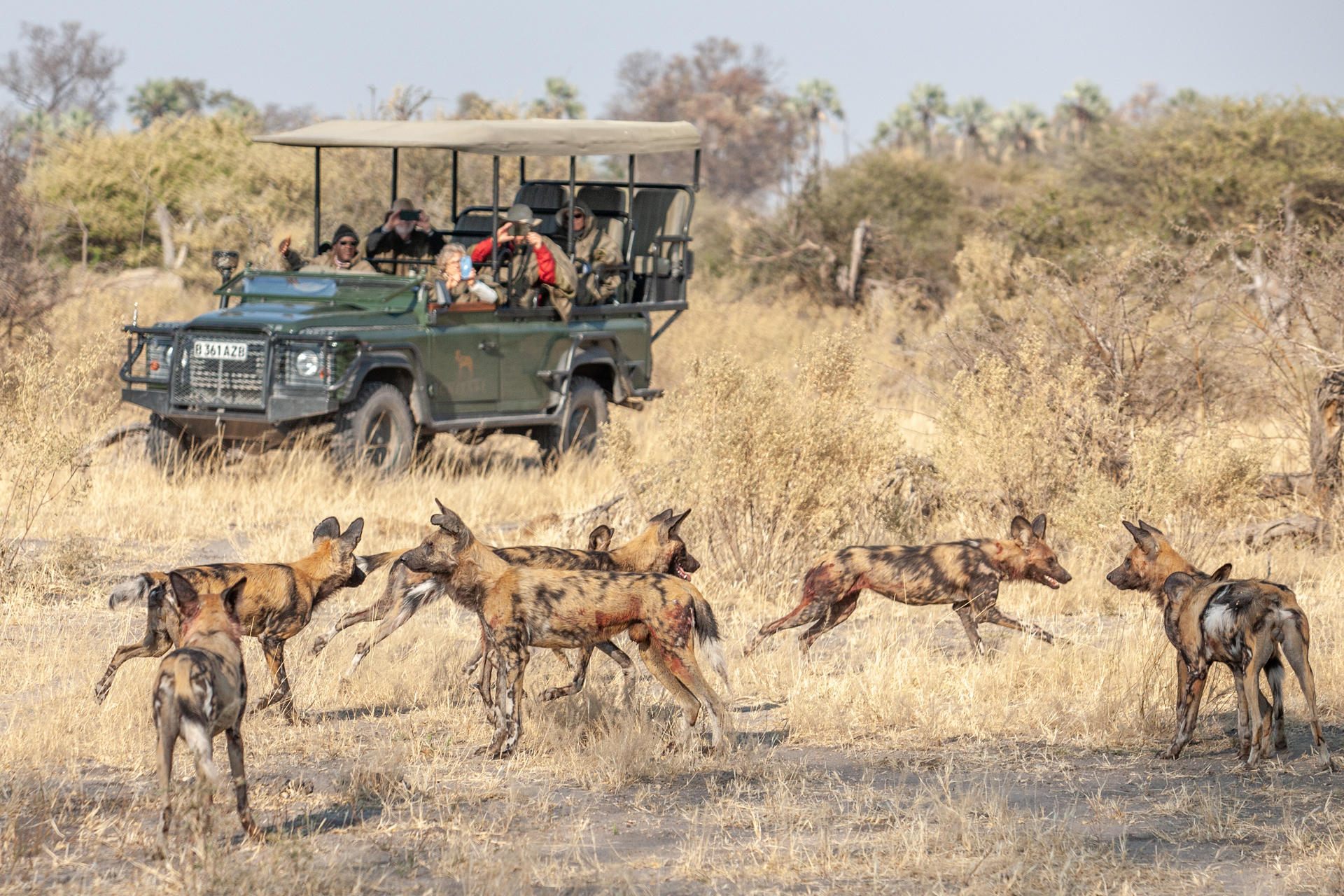 Chitabe Lediba Camp: Wildhunde