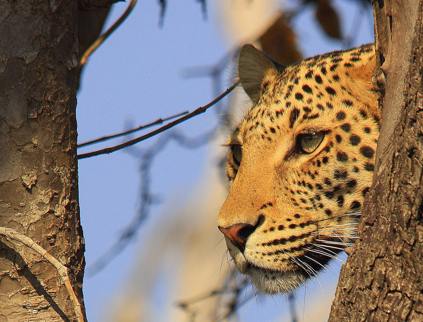 Chobe Elephant Camp: Leopard