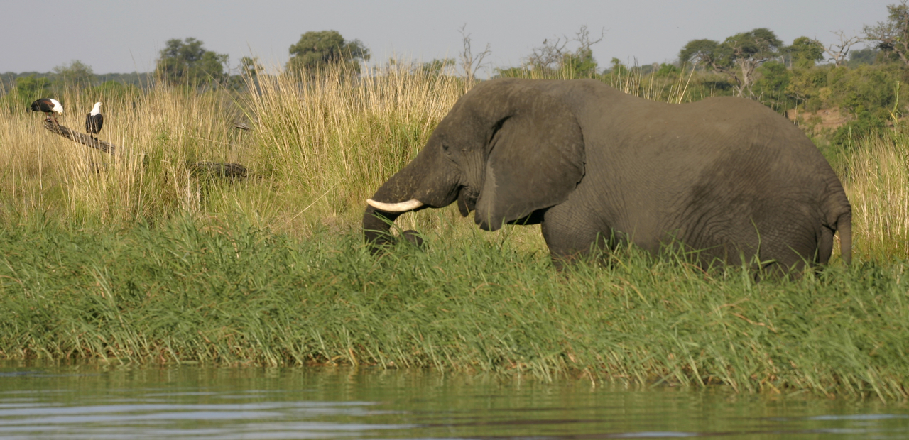 Chobe Elephant Camp: Elefant am Chobe River