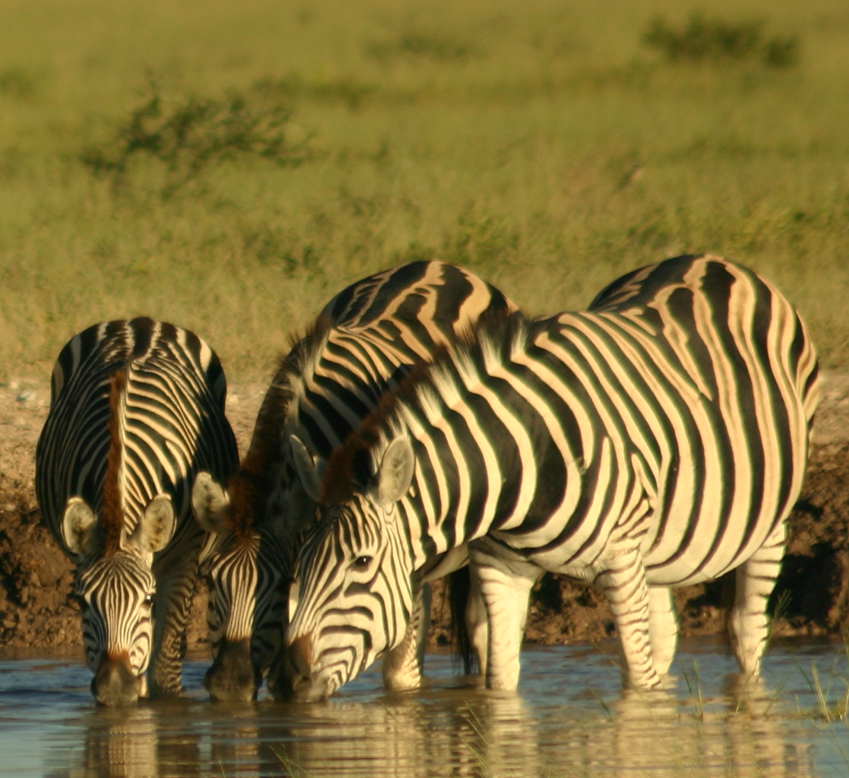 Chobe Elephant Camp: Zebras am Chobe River