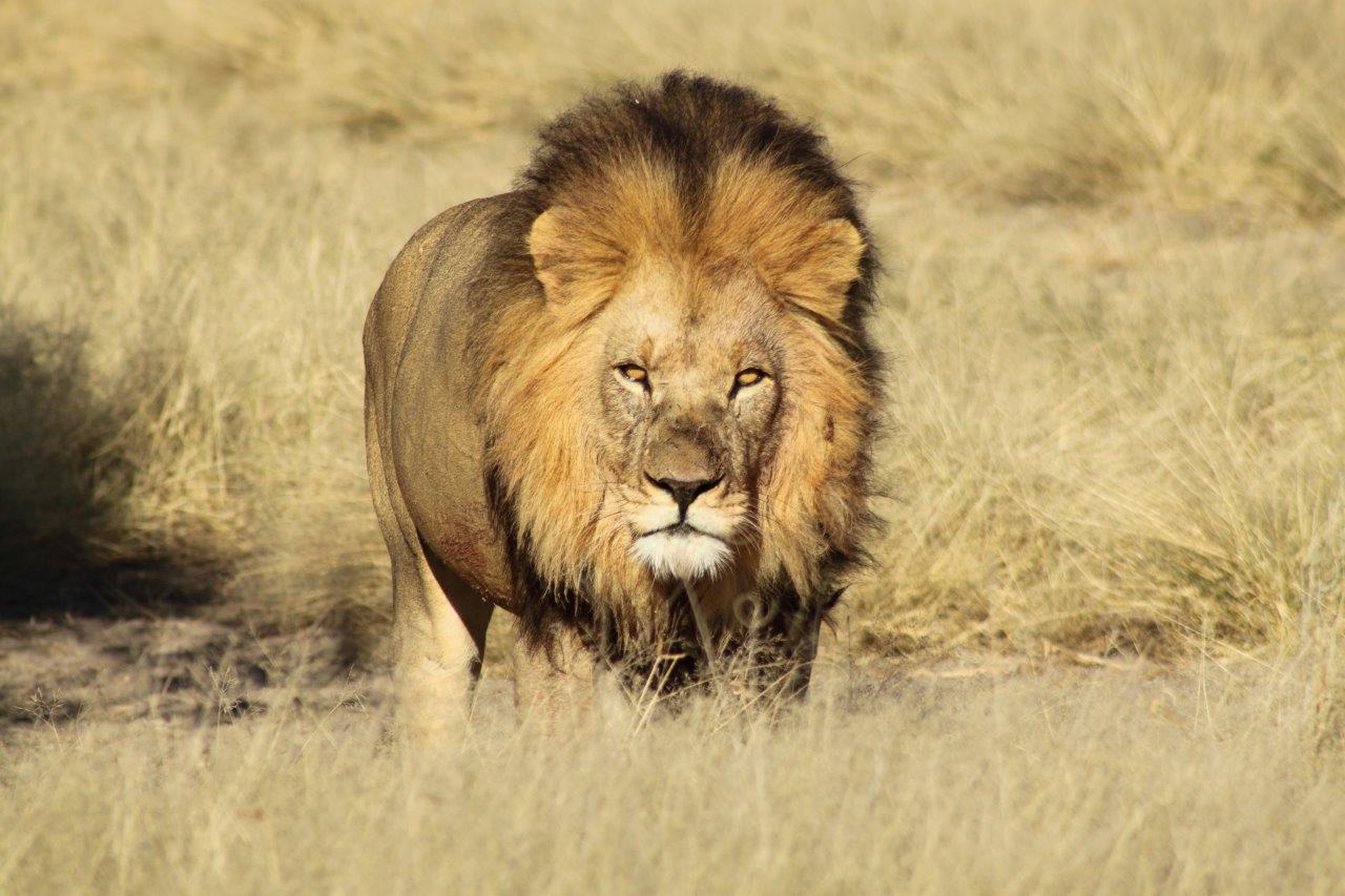 dinaka lodge, dinaka safari lodge, black-maned kalahari lions, löwe, tiere