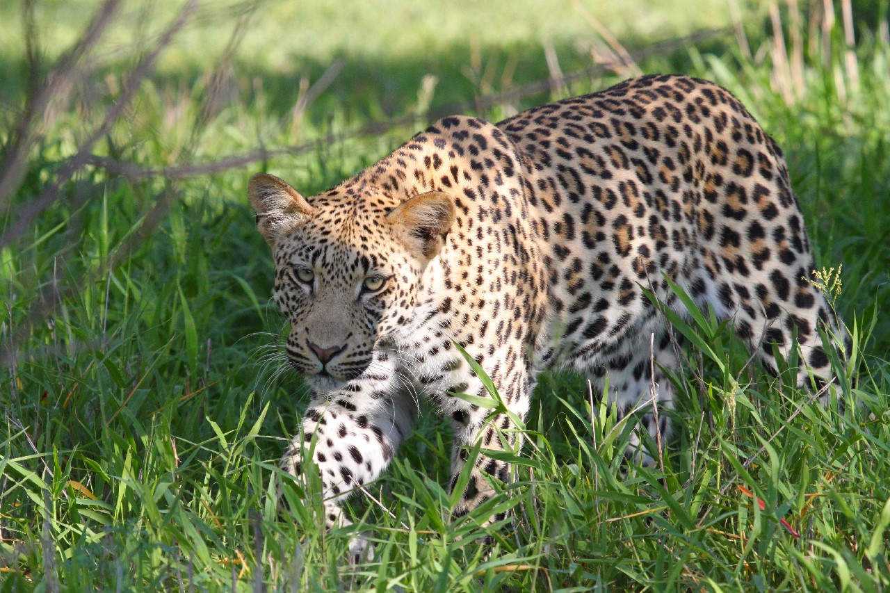 dinaka lodge, dinaka safari lodge, leopard, tiere