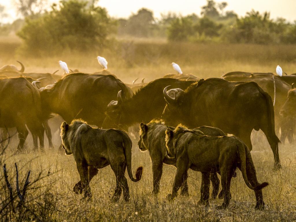Duba Plains Suite: Löwen und Büffel