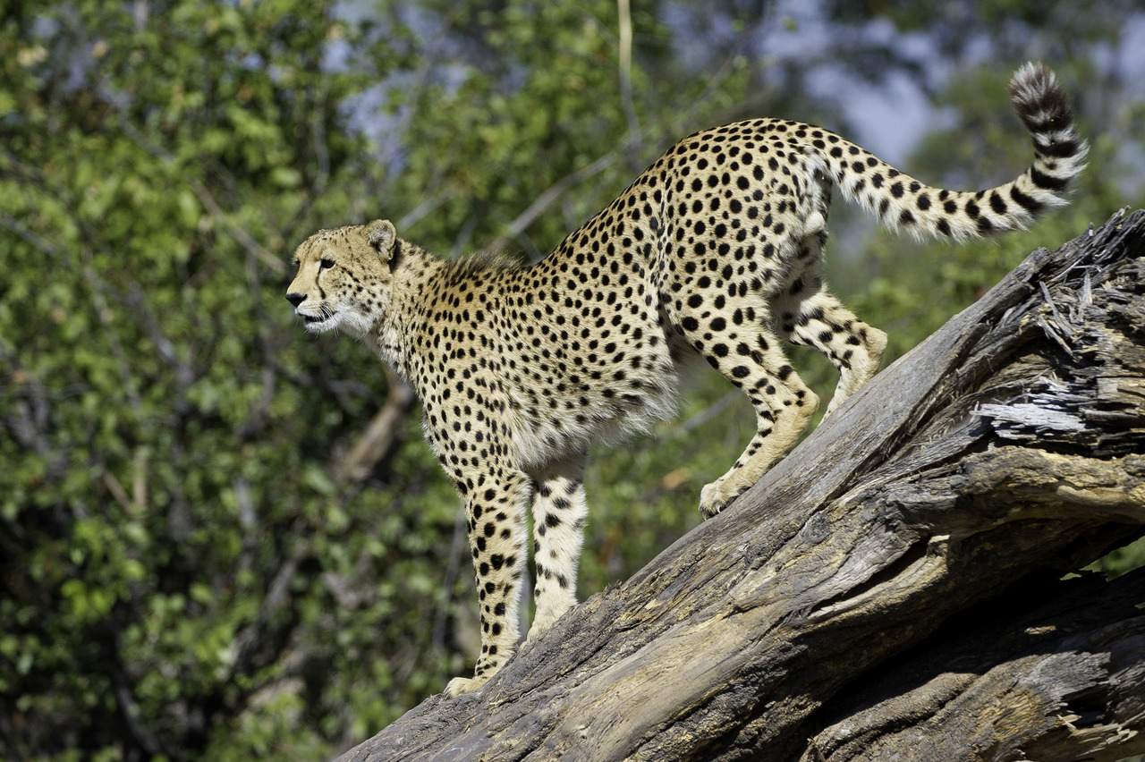Duma Tau Camp: Gepard
