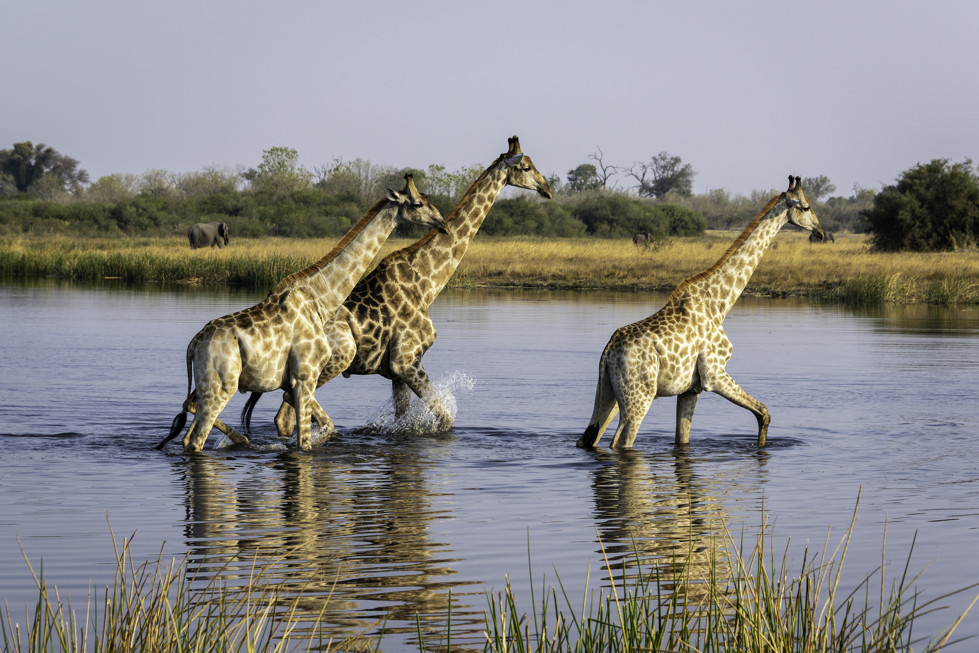Duma Tau Camp: Giraffen