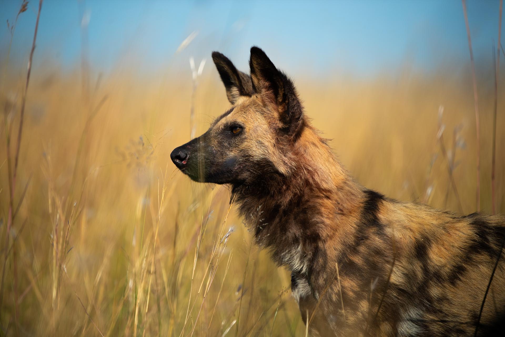 Duma Tau Camp: Wildhund