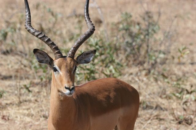 africa, afrika, afrikarma, Botsuana, Botswana, Breitmaulnashorn, buchen, central botsuana, desert, Edos Camp, Edo's Camp, gahnzi, Kalahari, kultur, Nashorn, nashorn tracking, Nordwest-kalahari, northwestern kalahari, private reserve, Privatreservat, reise, reisen, reiseveranstalter, Rhino, rhino tracking, san, san volk, southern africa, südliches afrika, tracking, Urlaub, White Rhino, zentralbotswana, Antilope, fauna, pflanzenfresser, säuger, tiere