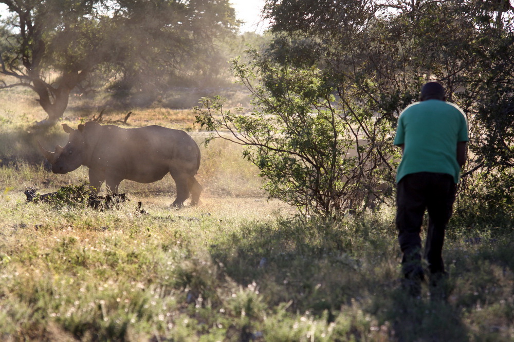 africa, afrika, afrikarma, bilder, birding, botsuana, botswana, breitmaulnashorn, buchen, buchung, buschleute, buschwanderungen, central botsuana, edos camp, edo's camp, familien, ghanzi, halbpension, information, informieren, kalahari, kinder, leopard, nachhaltigkeit, nachtpirschfahrten, nashorn, nashörner, nordwest-Kalahari, northwest kalahari, pirschfahrten, planen, pool, privatkonzession, reise, reisen, reiseveranstalter, safari, san, san people, san-volk, swimming pool, swimmingpool, urlaub, vogelbeobachtung, wasserloch, white rhino, www.afrikarma.de, zentralbotswana, zentrales botswana, aktivitäten, big 5, big five, fauna, großwild, nashorn-tracking, pflanzenfresser, rhino tracking, säuger, säugetiere, tiere, tierschutz, tracking