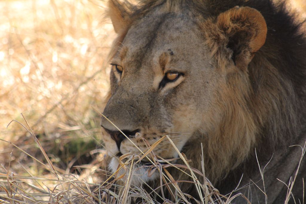 Ghoha Hills Savuti Lodge: Löwenoberhaupt