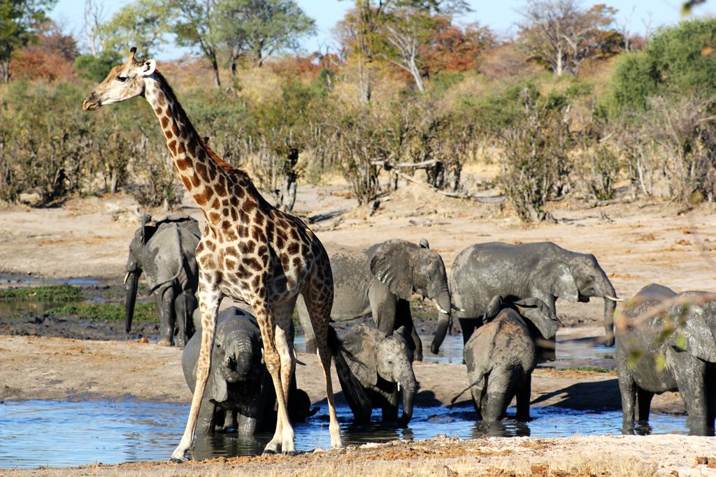 Ghoha Hills Savuti Lodge: Wildtiere am Wasserloch
