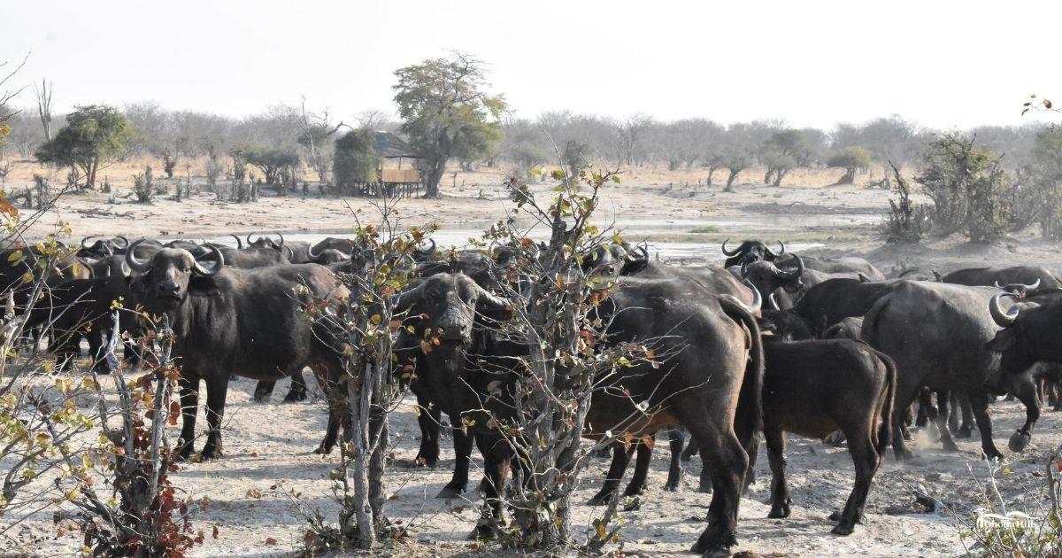 Ghoha Hills Savuti Lodge: Büffel