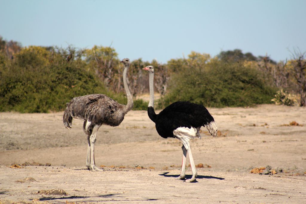 Ghoha Hills Savuti Lodge: Strauße in der Savanne