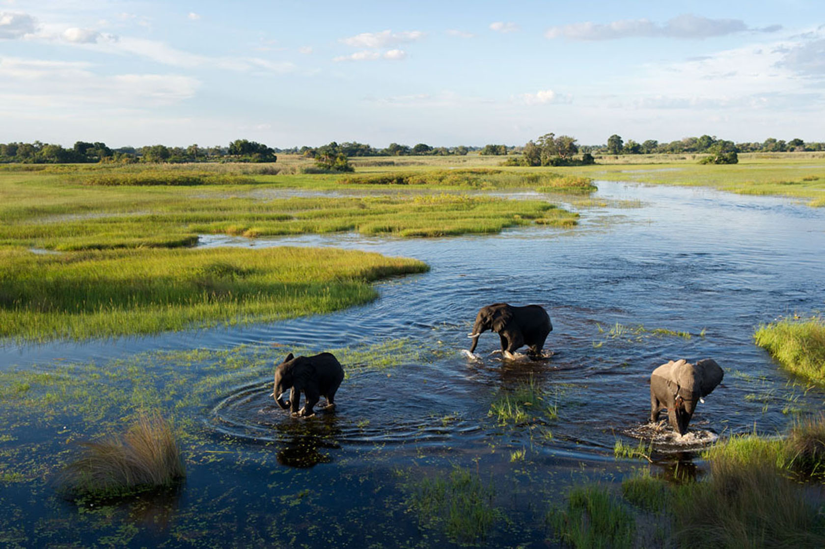 Jacana Camp: Elefanten grasen in einer flachen Lagune