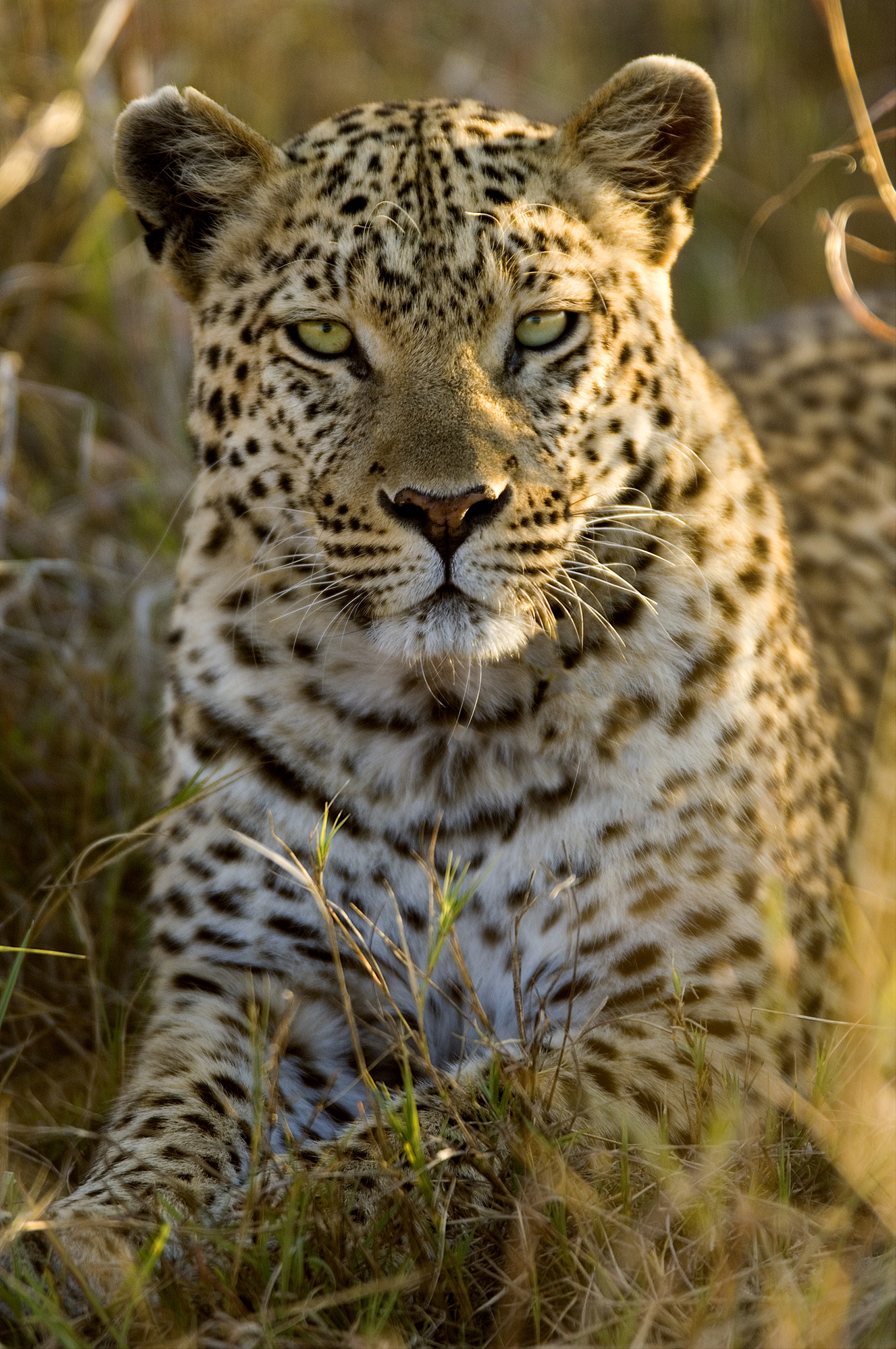 Jacana Camp: Leopard