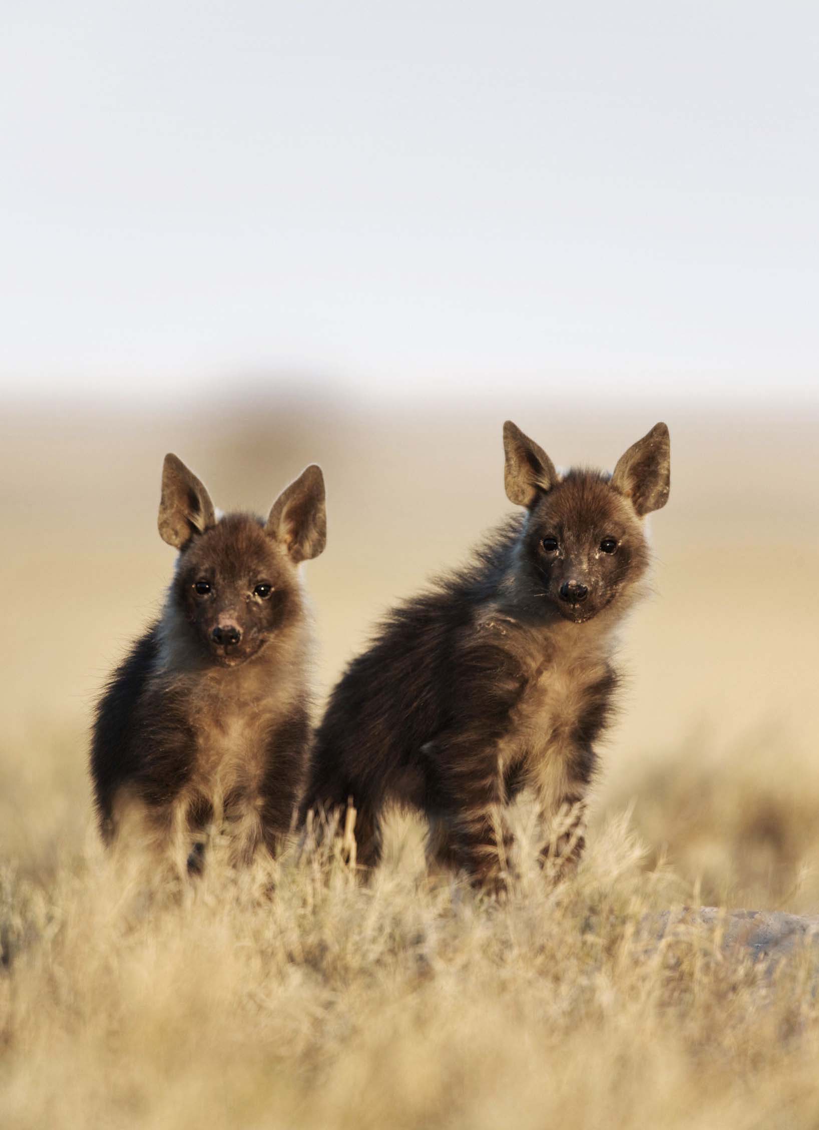 Jack's Camp: Hyänenwelpen Jack's Camp: Hyänenwelpen