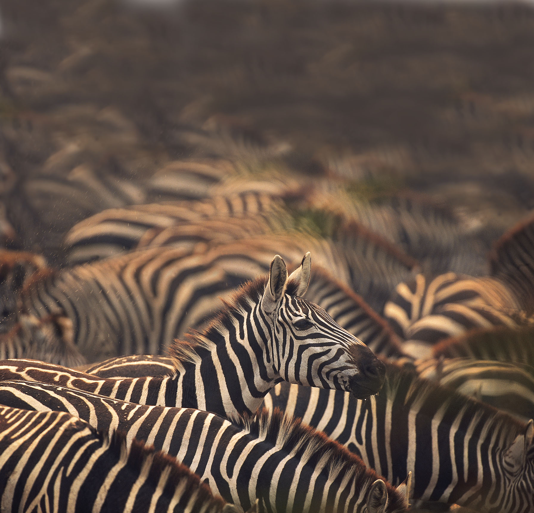 Jack's Camp: Zebra Jack's Camp: Zebra