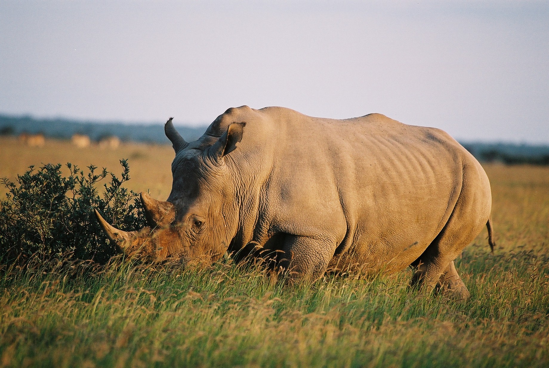 Khama Rhino Sanctuary: Altes Nashorn