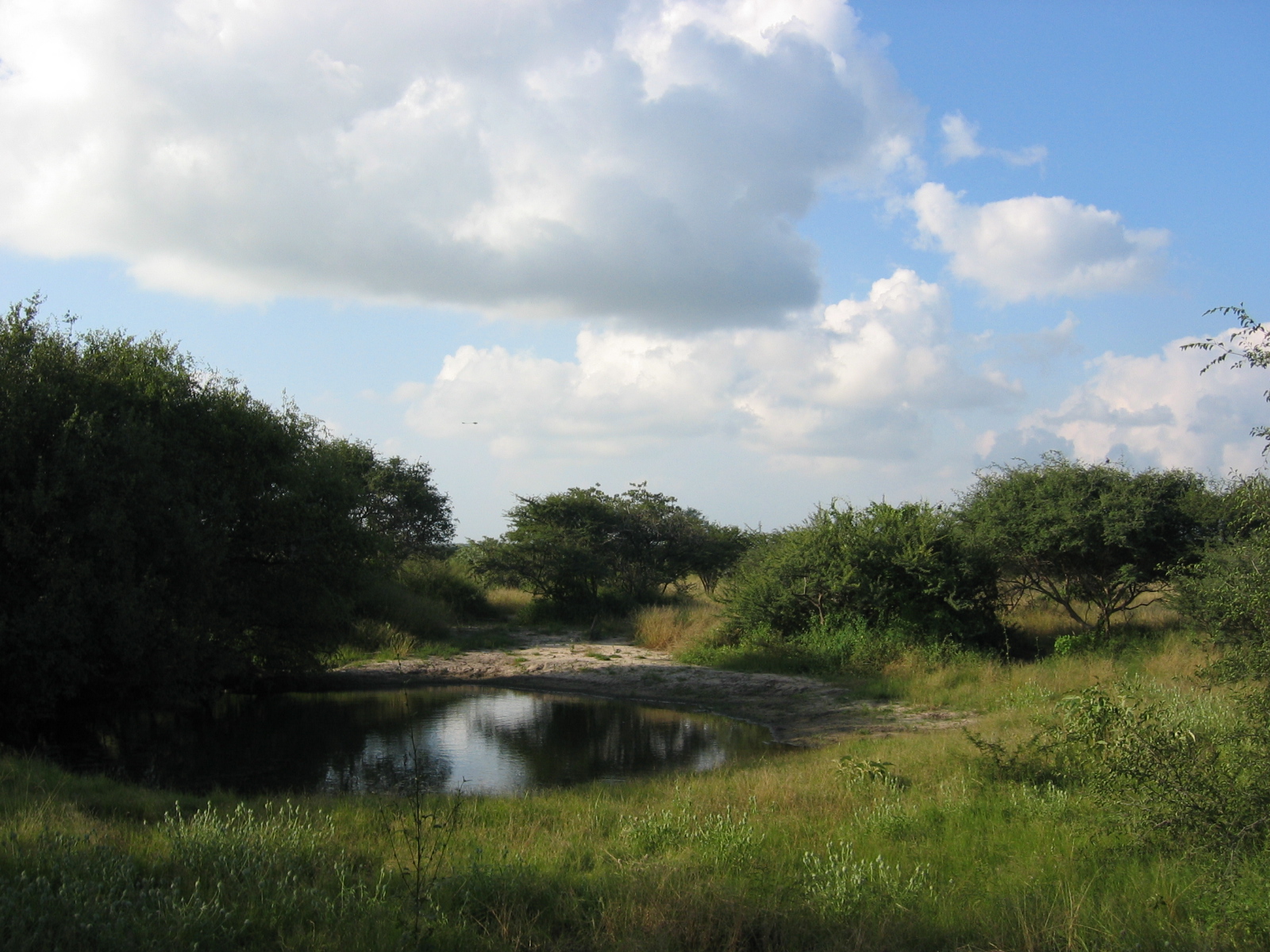 Khama Rhino Sanctuary: Wasserloch Breitmaulnashorn, Kalahari, Khama Rhino Sanctuary, Khama Rhino Sanctuary Trust, Save the Rhino, Serowe, Serwe Pan, Spitzmaulnashorn, Wasserloch, A14