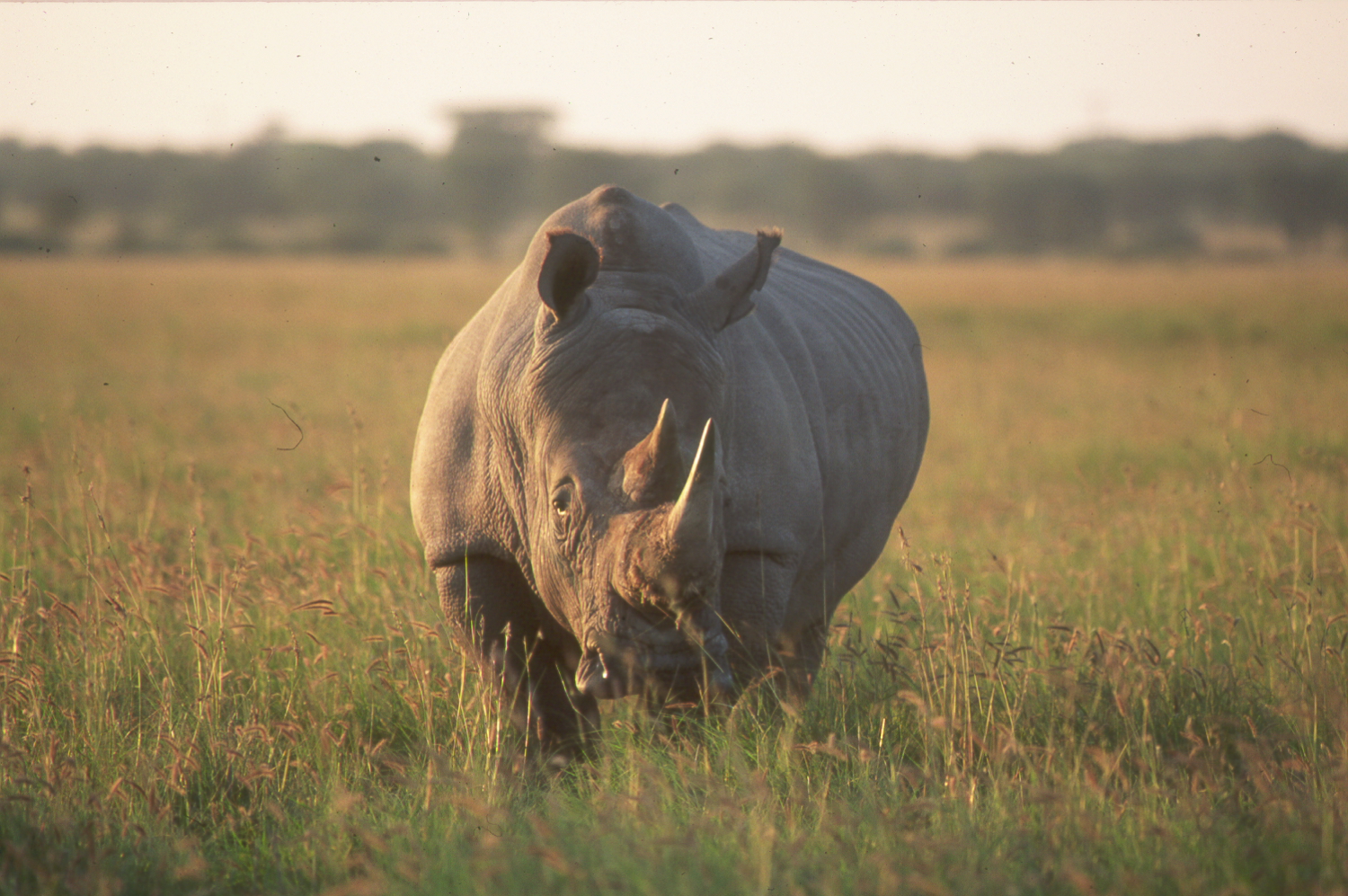 Khama Rhino Sanctuary: Wuchtiger Nashornkörper