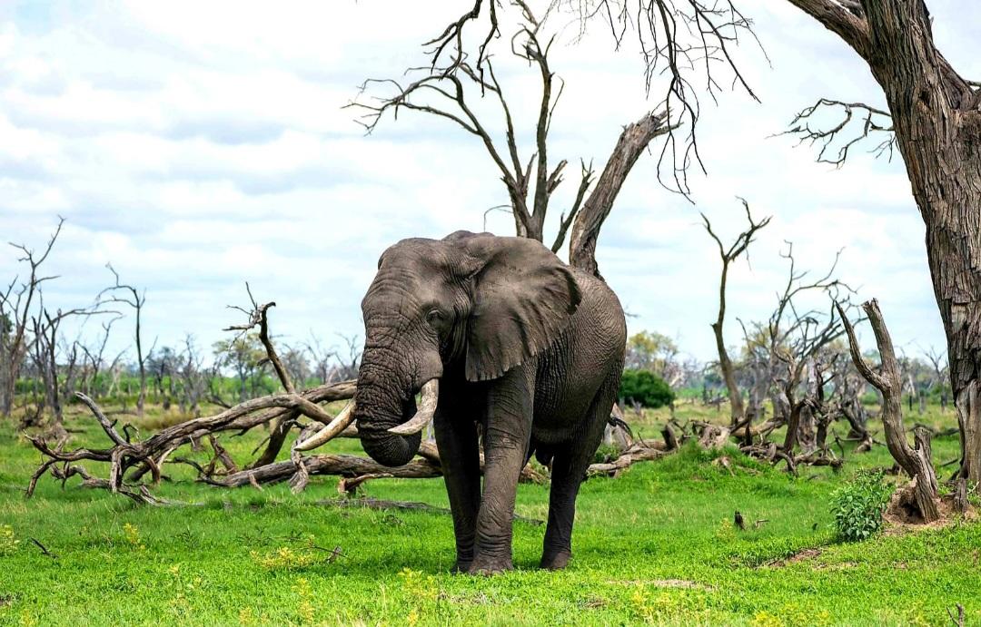 Khwai Expeditions Camp: Elefant