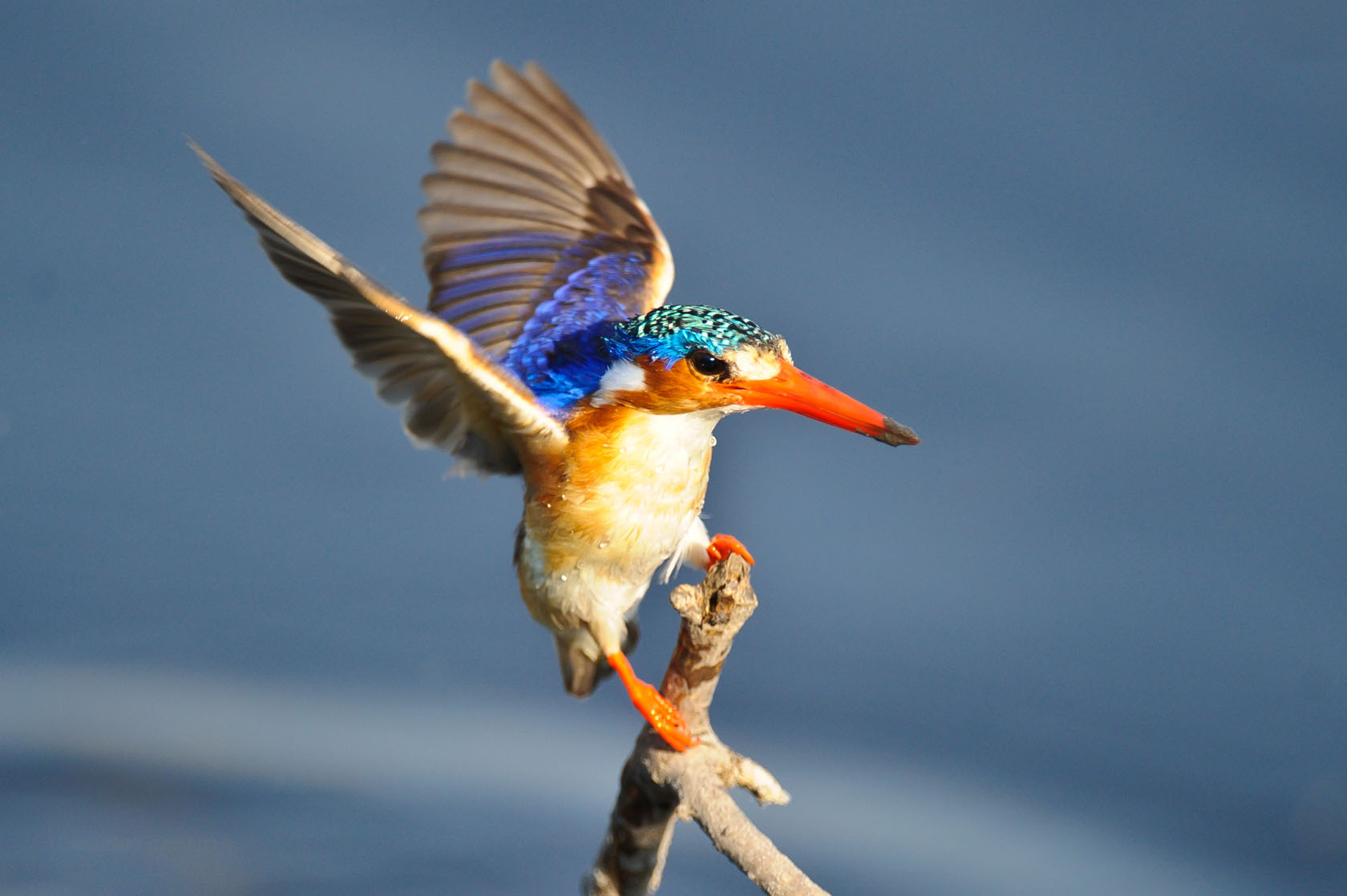 Botswana, Linyanti, Afrikarma, Afrikarma Safaris, Afrikarma.de, Eisvogel, Hornrabe, Kings Pool, Kwando, Linyanti Konzession, Malachite Kingfisher, NG 15, Vogel, Wassergraben, Wilderness Safaris, Wildnis. Hautnah.