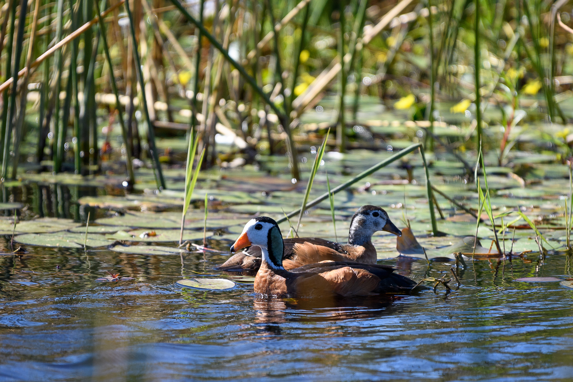 King's Pool Camp: Afrikanische Zwergenten