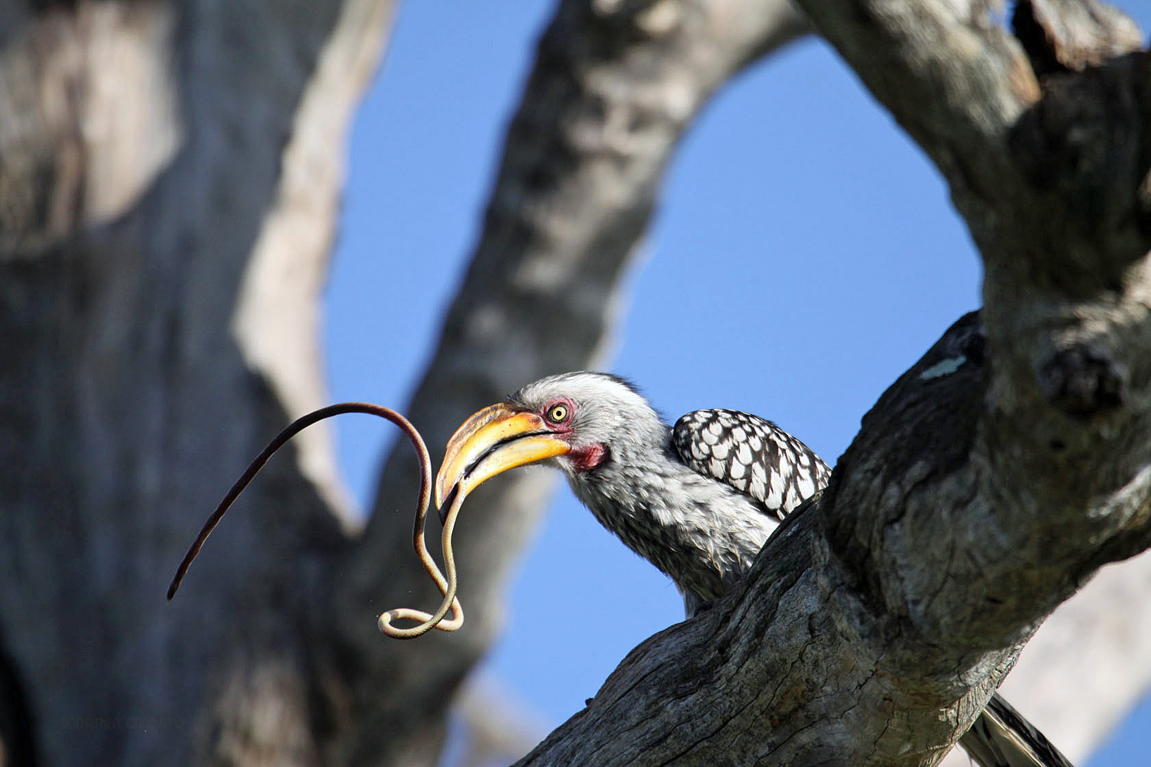 Kings Pool Camp: Erfolgreicher Hornrabe