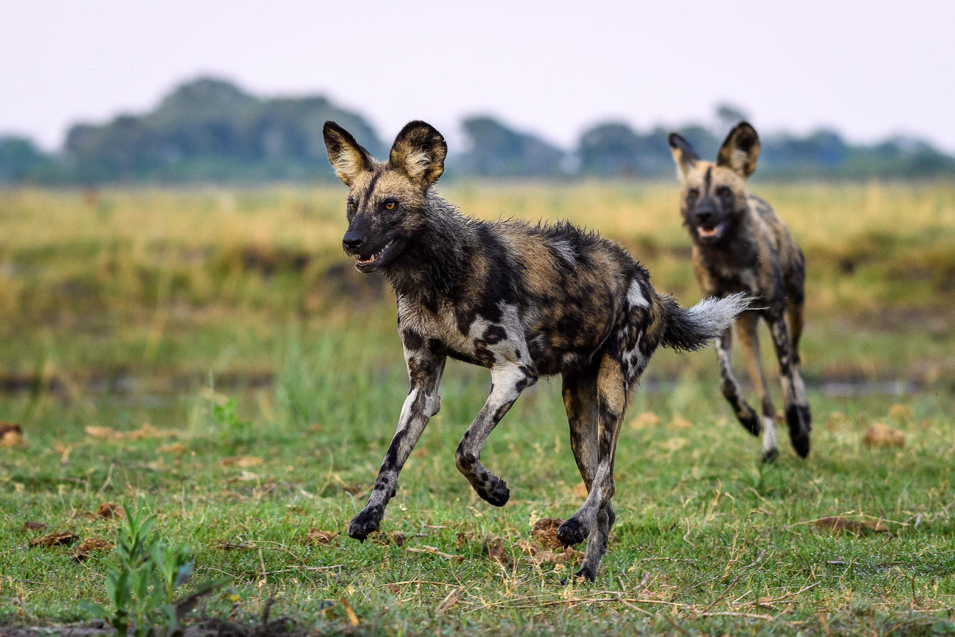 Kings Pool Camp: Wildhunde