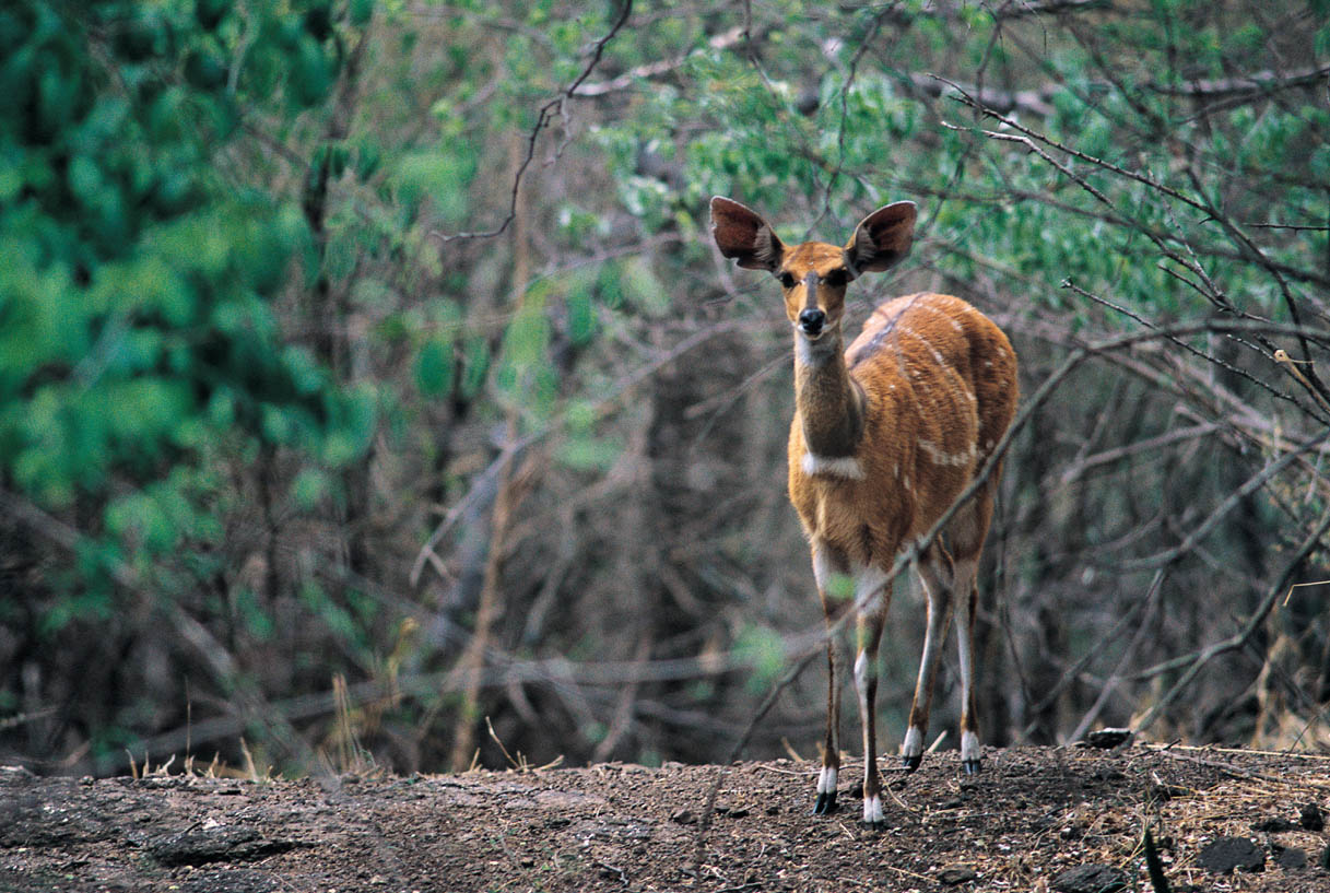 Chobe National Park, Chobe River, Kasane, Kubu Lodge, Bushbuck
