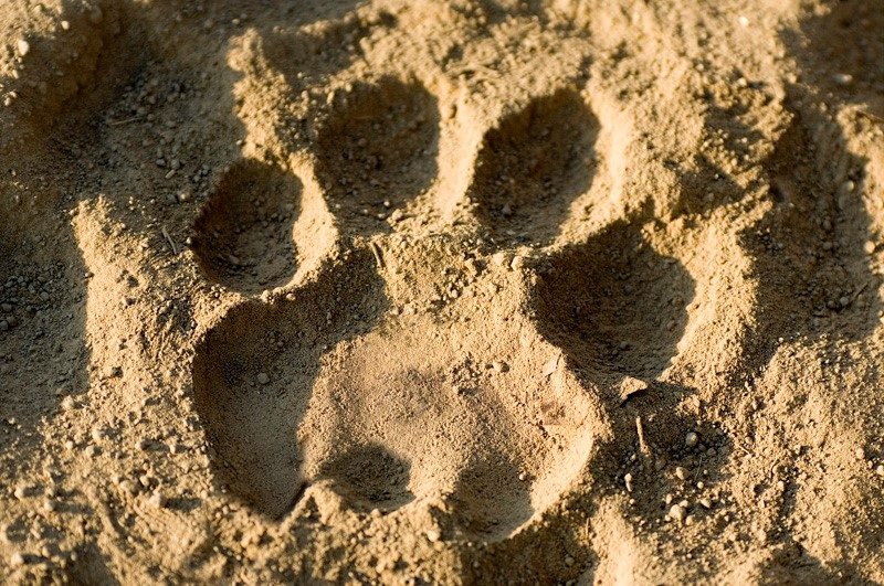 Kwapa Camp: Spuren im Sand Kwapa Camp: Spuren im Sand