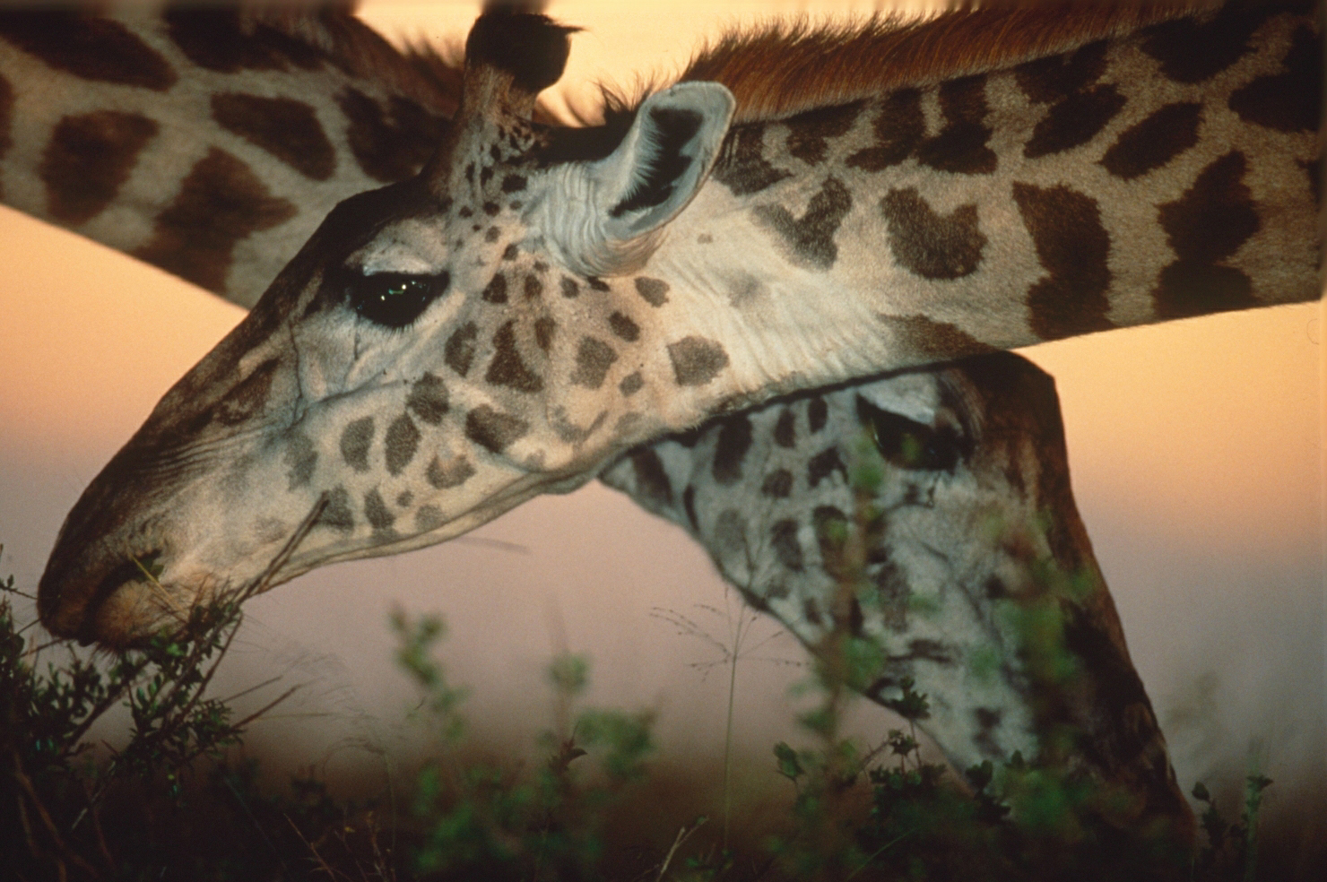 Kwara Camp: Gekreuzte Giraffenhälse Kwara Camp: Gekreuzte Giraffenhälse