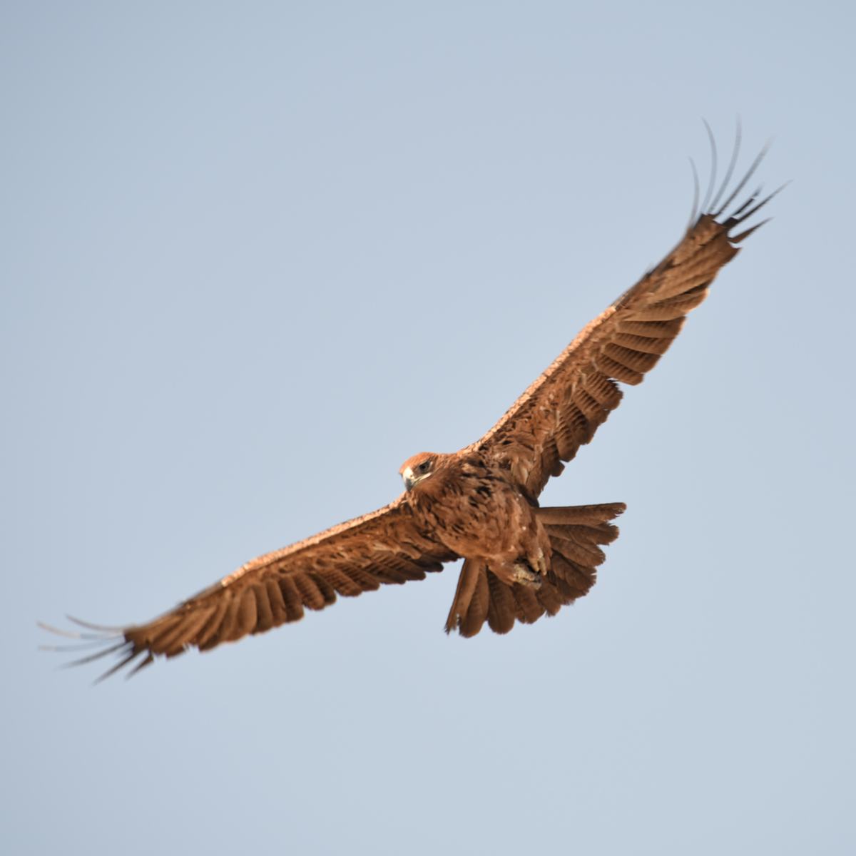 Afrikarma, Afrikarma Safaris, Afrikarma.de, Beks Ndlovu, Caprivi Streifen, Chobe Enclave, Linyanti Ebony, Linyanti Ebony Camp, Linyanti Sümpfe, Aquila rapax, Raubadler, Tawny Eagle, Vogel, Afrikarma Safaris. Wildnis. Hautnah.