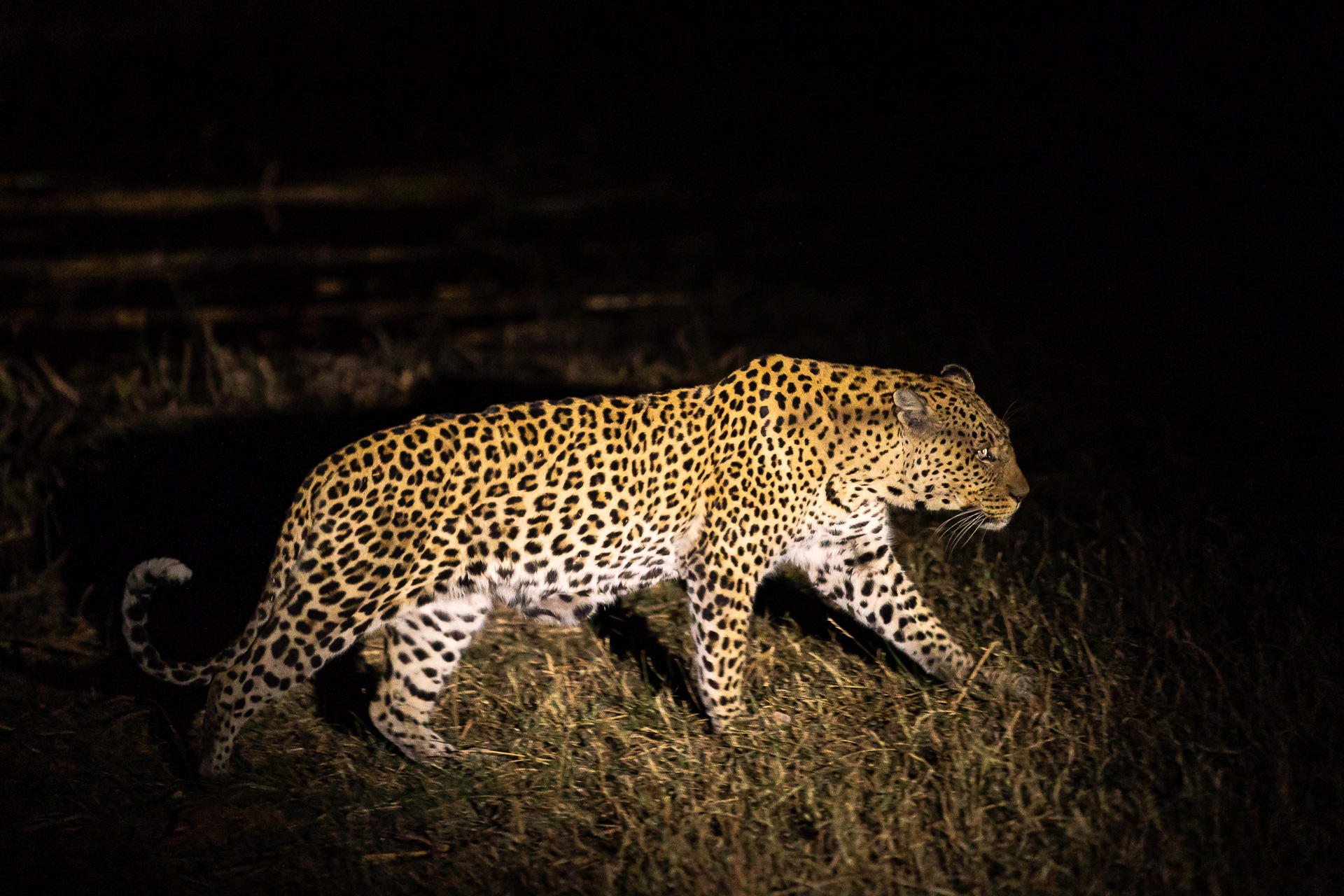 Little Duma Tau Camp: Leopard Little Duma Tau Camp: Leopard