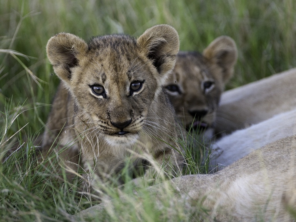 Little Mombo Camp: Löwenbabies