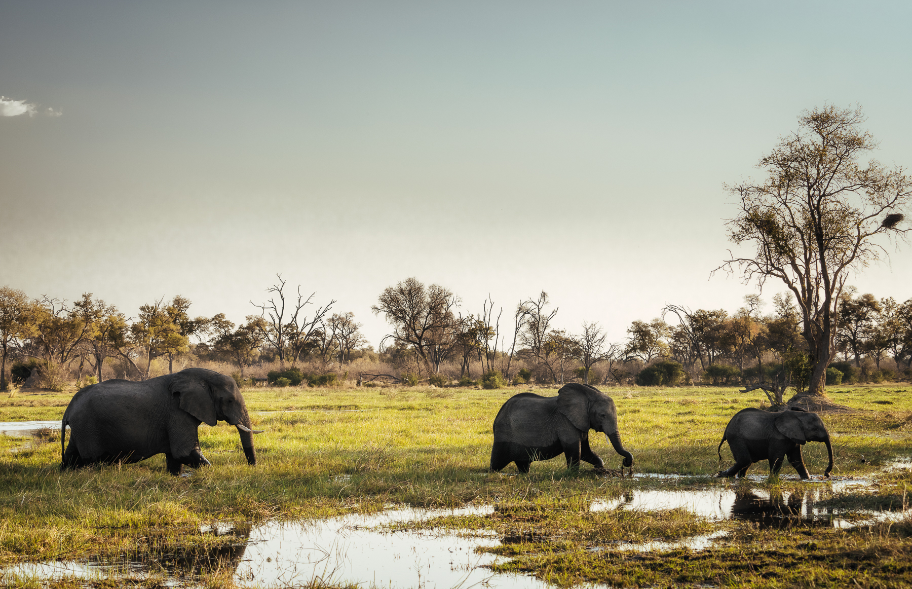 Little Sable Camp: Elefanten im Delta