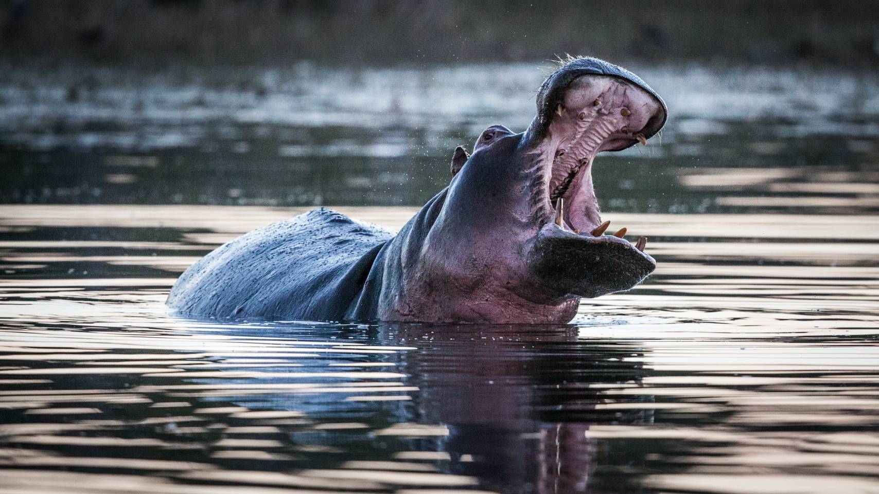 Little Sable Camp: Flusspferd