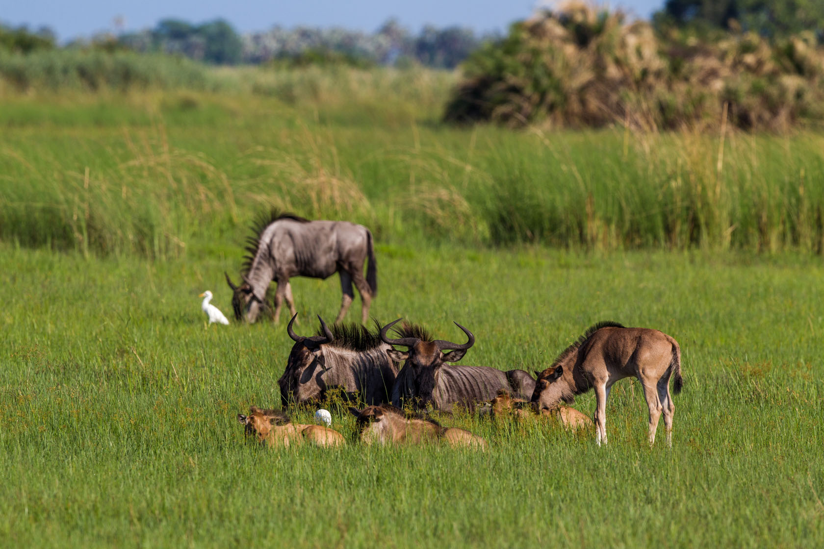 Hunda Island, Leoparden, Little Tubu, NG 25, Okavango-Delta, Wilderness Safaris, Xene River, Gnu, Gnukalb, Wildebeest, Afrikarma, Afrikarma Safaris, Afrikarma.de