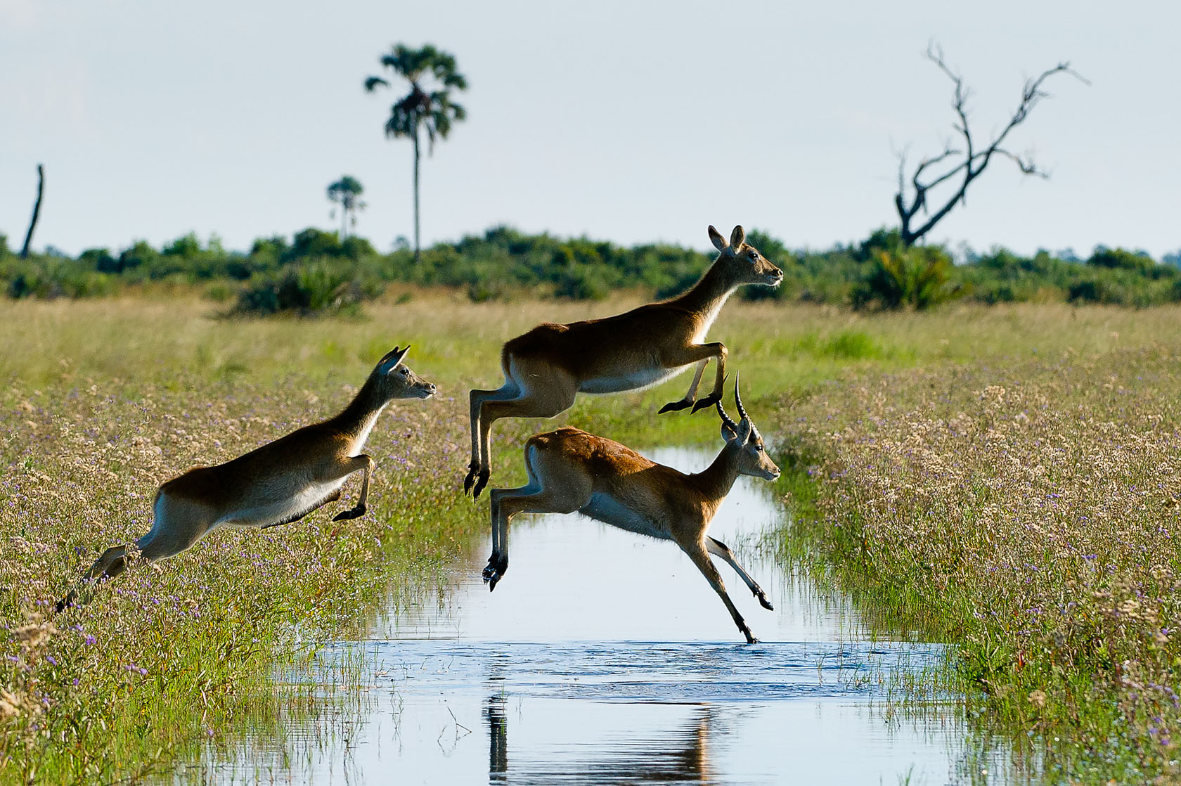 Hunda Island, Leoparden, Little Tubu, NG 25, Okavango-Delta, Wilderness Safaris, Xene River, Kanal, Red Lechwe, Rote Moorantilope, Afrikarma, Afrikarma Safaris, Afrikarma.de