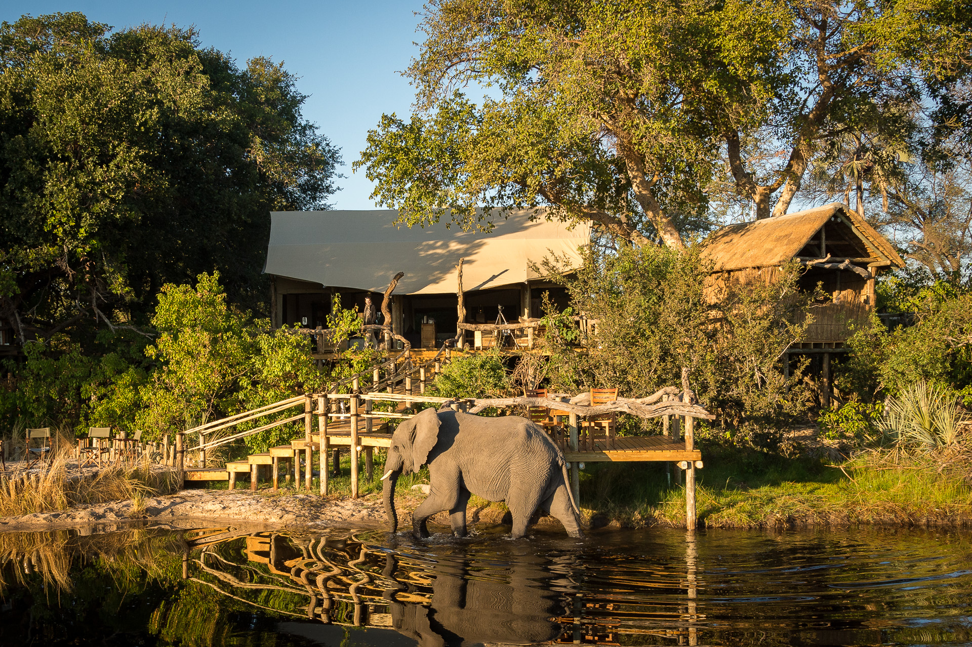 Little Tubu: Elefant vor dem Camp Little Tubu: Elefant vor dem Camp