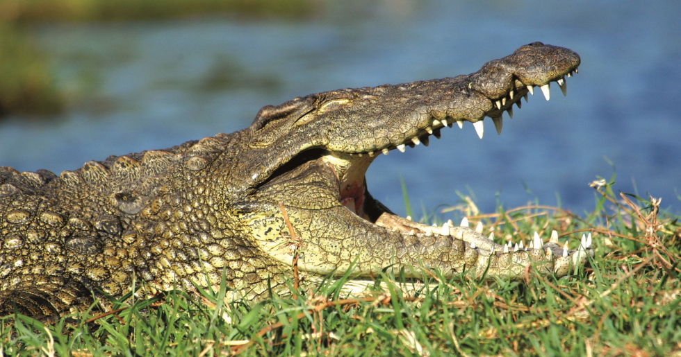 Big 5, Botswana, Chobe Nationalpark, Mankwe Bush Lodge, Moremi Game Reserve, Okavangodelta, Flussufer, Krokodil, Pool, Afrikarma, Afrikarma Safaris, Afrikarma Safaris – Wildnis. Hautnah., afrikarma.de