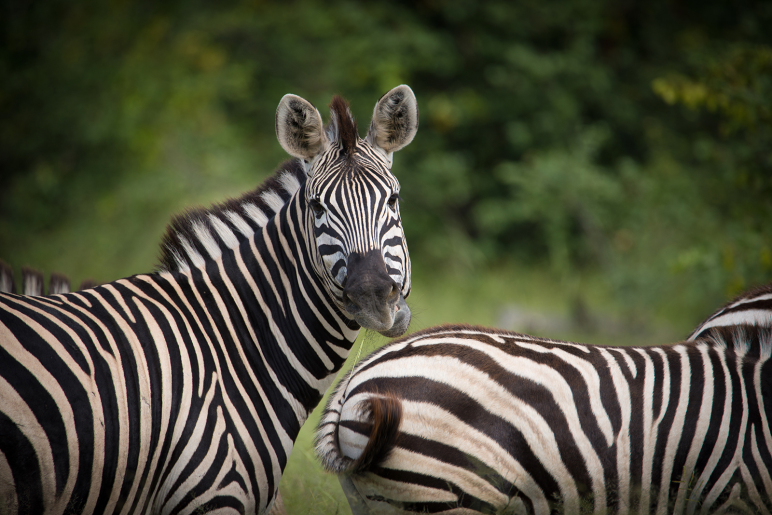 Big 5, Botswana, Chobe Nationalpark, Mankwe Bush Lodge, Moremi Game Reserve, Okavangodelta, Game Drive, Zebras, Afrikarma, Afrikarma Safaris, Afrikarma Safaris – Wildnis. Hautnah., afrikarma.de