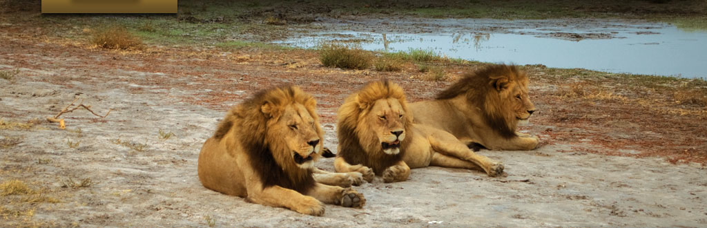 Mapula Lodge: 3 männliche Löwen