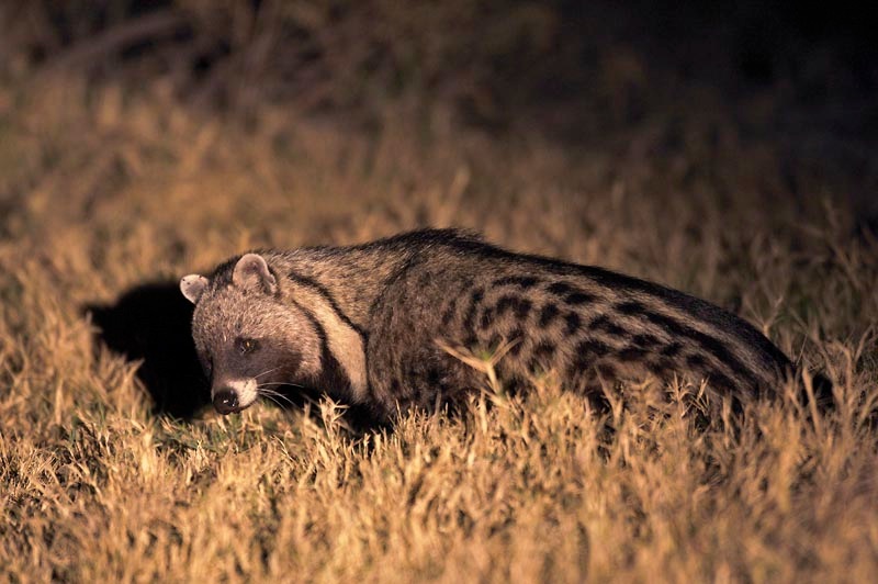 Mapula Lodge: Nachtaktive Zibetkatze