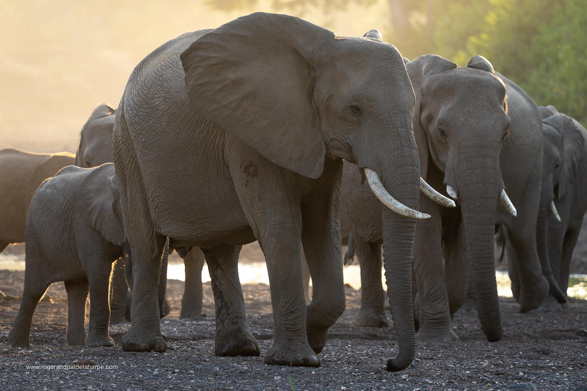 Mashatu Lodge: Elefantenherde