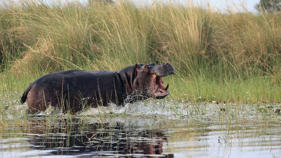 Mbamba: Nilpferd im Wasser