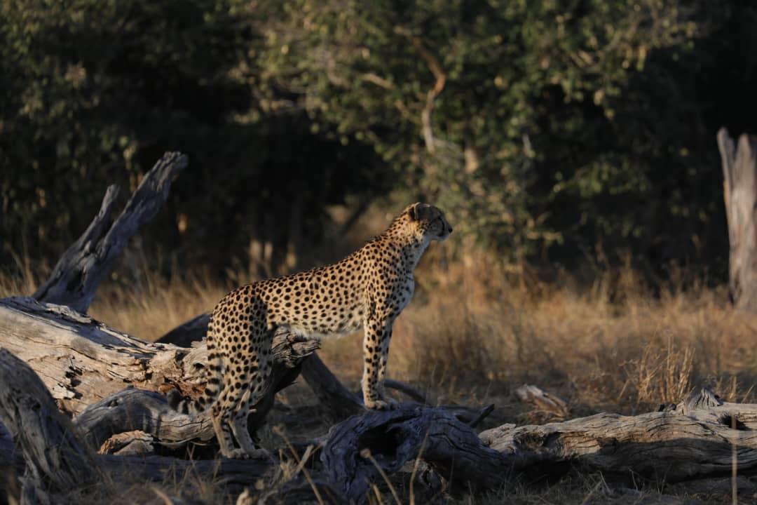 MmaTsebe Tented Camp: Gepard MmaTsebe Tented Camp: Gepard