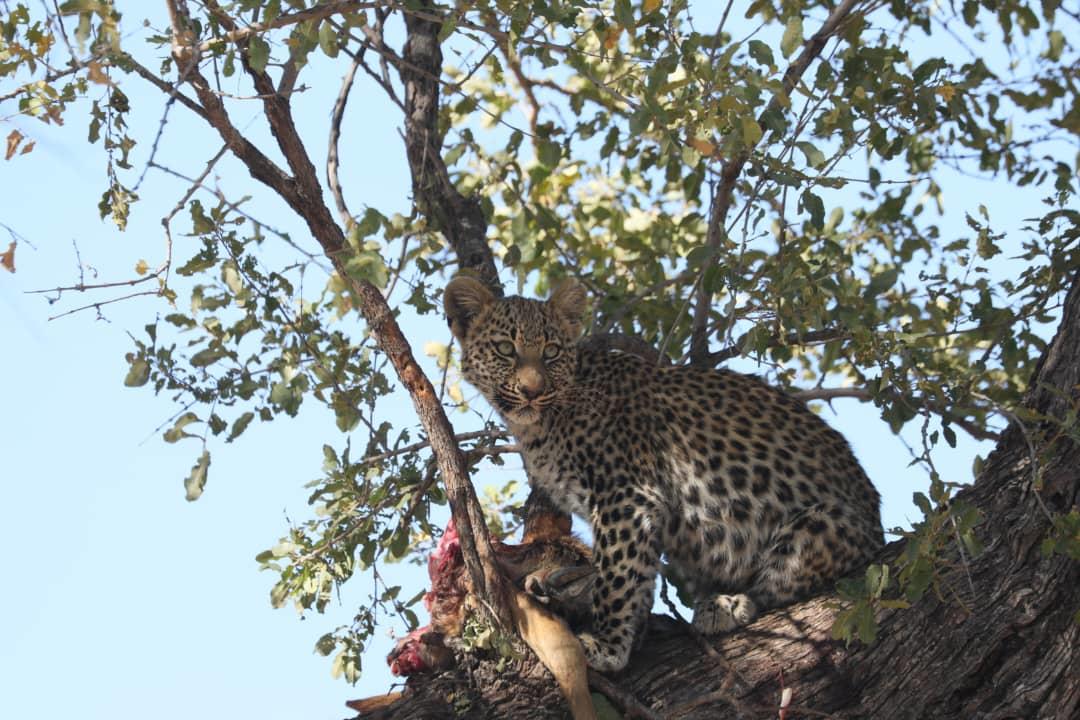MmaTsebe Tented Camp: junger Leopard im Baum MmaTsebe Tented Camp: junger Leopard im Baum